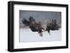 White Tailed Eagle (Haliaeetus Albicilla)-Piotr Krzeslak-Framed Photographic Print