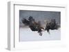 White Tailed Eagle (Haliaeetus Albicilla)-Piotr Krzeslak-Framed Photographic Print