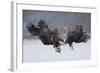 White Tailed Eagle (Haliaeetus Albicilla)-Piotr Krzeslak-Framed Photographic Print