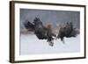 White Tailed Eagle (Haliaeetus Albicilla)-Piotr Krzeslak-Framed Photographic Print