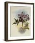 White-Tailed Emerald, Thaumatias Chionurus-John Gould-Framed Giclee Print