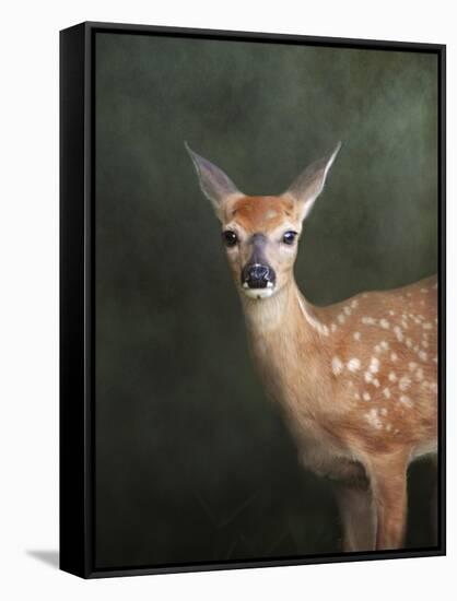 White Tailed Fawn Portrait-Jai Johnson-Framed Stretched Canvas