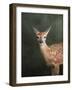 White Tailed Fawn Portrait-Jai Johnson-Framed Giclee Print