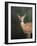 White Tailed Fawn Portrait-Jai Johnson-Framed Giclee Print