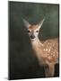 White Tailed Fawn Portrait-Jai Johnson-Mounted Giclee Print