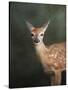 White Tailed Fawn Portrait-Jai Johnson-Stretched Canvas