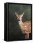 White Tailed Fawn Portrait-Jai Johnson-Framed Stretched Canvas