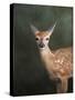 White Tailed Fawn Portrait-Jai Johnson-Stretched Canvas