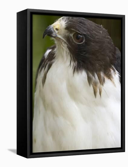 White-Tailed Hawk, Anton El Valle, Panama-William Sutton-Framed Stretched Canvas