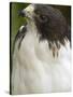 White-Tailed Hawk, Anton El Valle, Panama-William Sutton-Stretched Canvas