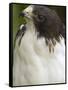 White-Tailed Hawk, Anton El Valle, Panama-William Sutton-Framed Stretched Canvas