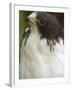 White-Tailed Hawk, Anton El Valle, Panama-William Sutton-Framed Premium Photographic Print