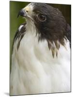 White-Tailed Hawk, Anton El Valle, Panama-William Sutton-Mounted Premium Photographic Print