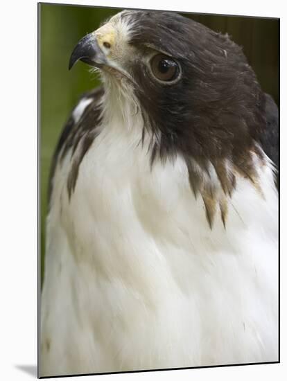 White-Tailed Hawk, Anton El Valle, Panama-William Sutton-Mounted Premium Photographic Print