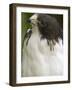 White-Tailed Hawk, Anton El Valle, Panama-William Sutton-Framed Photographic Print