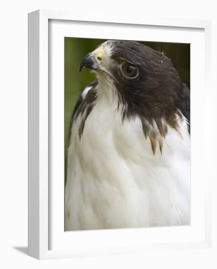 White-Tailed Hawk, Anton El Valle, Panama-William Sutton-Framed Photographic Print