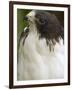 White-Tailed Hawk, Anton El Valle, Panama-William Sutton-Framed Photographic Print