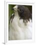 White-Tailed Hawk, Anton El Valle, Panama-William Sutton-Framed Photographic Print