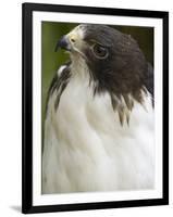 White-Tailed Hawk, Anton El Valle, Panama-William Sutton-Framed Photographic Print