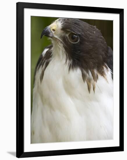 White-Tailed Hawk, Anton El Valle, Panama-William Sutton-Framed Photographic Print