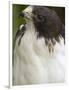 White-Tailed Hawk, Anton El Valle, Panama-William Sutton-Framed Photographic Print