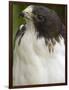 White-Tailed Hawk, Anton El Valle, Panama-William Sutton-Framed Photographic Print