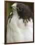 White-Tailed Hawk, Anton El Valle, Panama-William Sutton-Framed Photographic Print