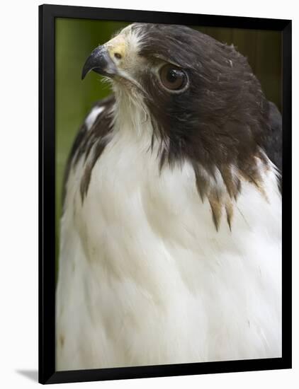 White-Tailed Hawk, Anton El Valle, Panama-William Sutton-Framed Photographic Print