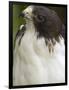 White-Tailed Hawk, Anton El Valle, Panama-William Sutton-Framed Photographic Print