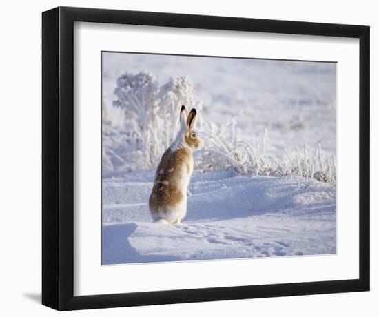 White-Tailed Jackrabbit-Shlomo Waldmann-Framed Giclee Print