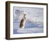 White-Tailed Jackrabbit-Shlomo Waldmann-Framed Giclee Print