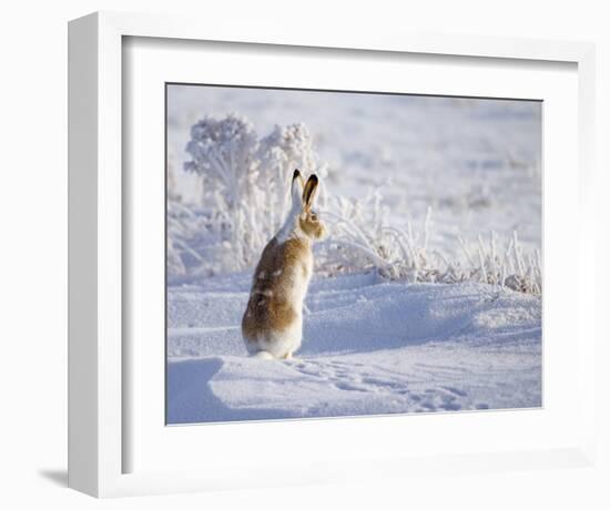 White-Tailed Jackrabbit-Shlomo Waldmann-Framed Giclee Print