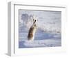 White-Tailed Jackrabbit-Shlomo Waldmann-Framed Giclee Print