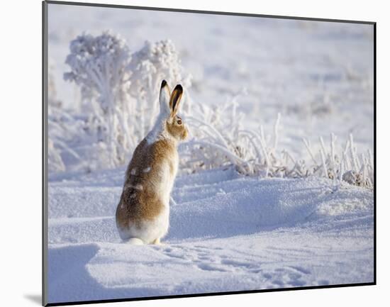 White-Tailed Jackrabbit-Shlomo Waldmann-Mounted Giclee Print