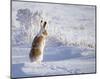 White-Tailed Jackrabbit-Shlomo Waldmann-Mounted Giclee Print