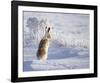 White-Tailed Jackrabbit-Shlomo Waldmann-Framed Giclee Print