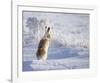 White-Tailed Jackrabbit-Shlomo Waldmann-Framed Giclee Print