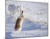 White-Tailed Jackrabbit-Shlomo Waldmann-Mounted Giclee Print