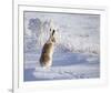 White-Tailed Jackrabbit-Shlomo Waldmann-Framed Giclee Print