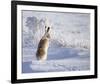 White-Tailed Jackrabbit-Shlomo Waldmann-Framed Giclee Print