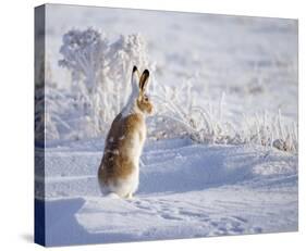 White-Tailed Jackrabbit-Shlomo Waldmann-Stretched Canvas