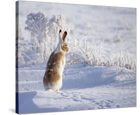 White-Tailed Jackrabbit-Shlomo Waldmann-Stretched Canvas