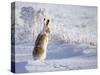 White-Tailed Jackrabbit-Shlomo Waldmann-Stretched Canvas