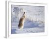 White-Tailed Jackrabbit-Shlomo Waldmann-Framed Photographic Print