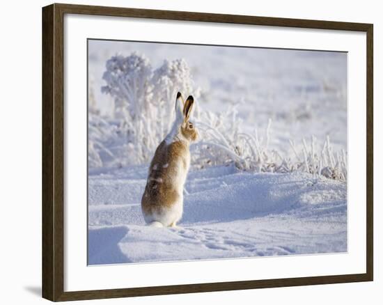 White-Tailed Jackrabbit-Shlomo Waldmann-Framed Photographic Print