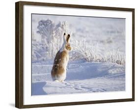 White-Tailed Jackrabbit-Shlomo Waldmann-Framed Photographic Print