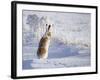 White-Tailed Jackrabbit-Shlomo Waldmann-Framed Photographic Print