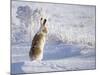 White-Tailed Jackrabbit-Shlomo Waldmann-Mounted Photographic Print