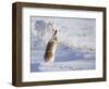 White-Tailed Jackrabbit-Shlomo Waldmann-Framed Photographic Print