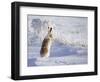White-Tailed Jackrabbit-Shlomo Waldmann-Framed Photographic Print